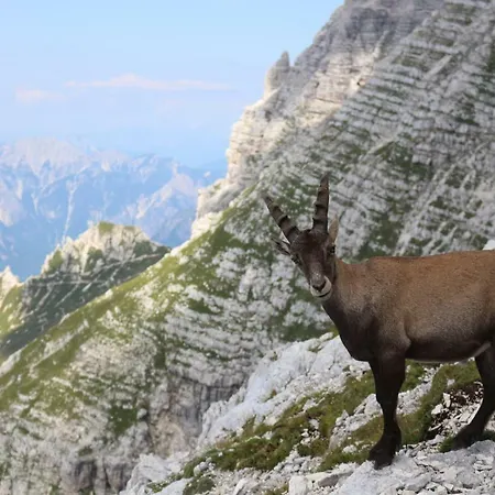 Апартаменты Apartmaji Pippi *